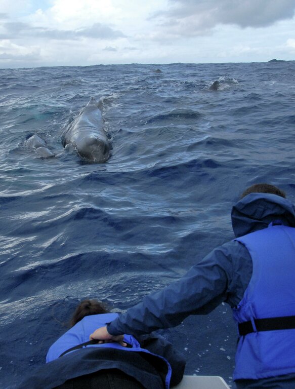 Delfincamp Azoren: Begegnung mit Pottwalen
Jugendliche bei Walbeobachtung